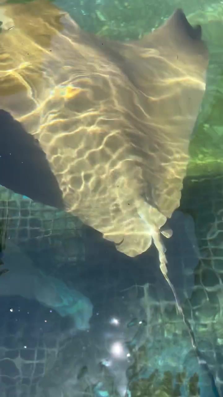 Sandy the stingray gliding through the aquarium habitat